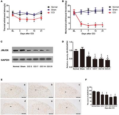 Normalizing JMJD6 Expression in Rat Spinal Dorsal Horn Alleviates Hyperalgesia Following Chronic Constriction Injury